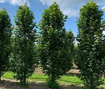 Липа крупнолистная Фастигиата (Tilia platyphyllos 'Fastigiata')