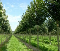 Липа крупнолистная Рубра (Tilia platyphyllos 'Rubra')
