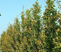Липа крупнолистная Пирамидалис Ауреа (Tilia platyphyllos 'Pyramidalis Aurea')