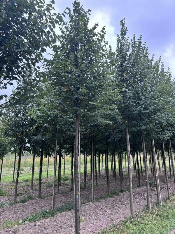 Липа мелколистная (Tilia cordata)
