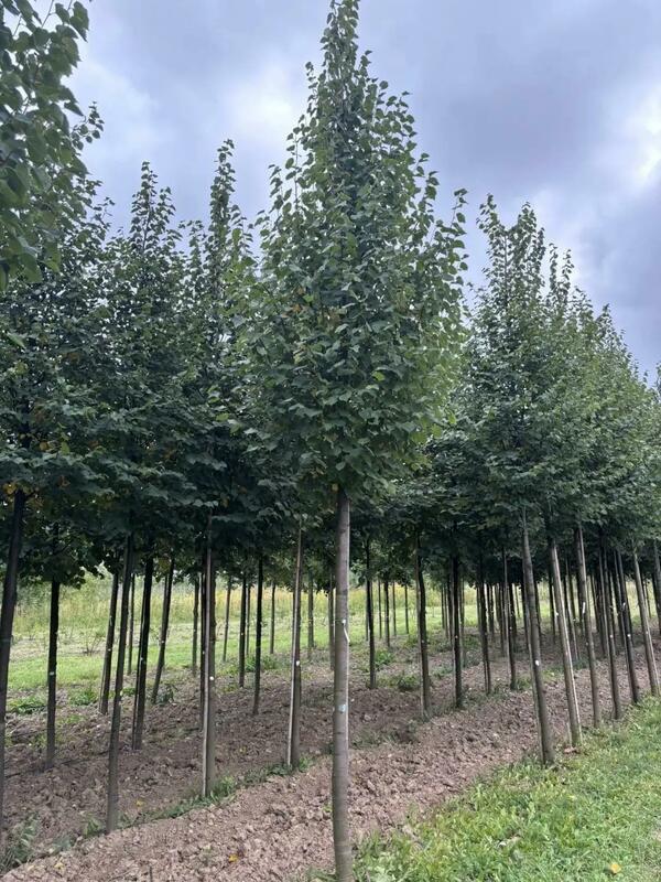 Липа мелколистная (Tilia cordata)