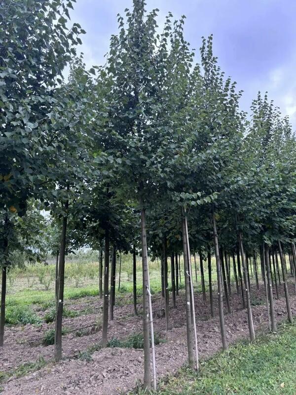 Липа мелколистная (Tilia cordata)