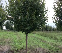 Липа мелколистная (Tilia cordata)