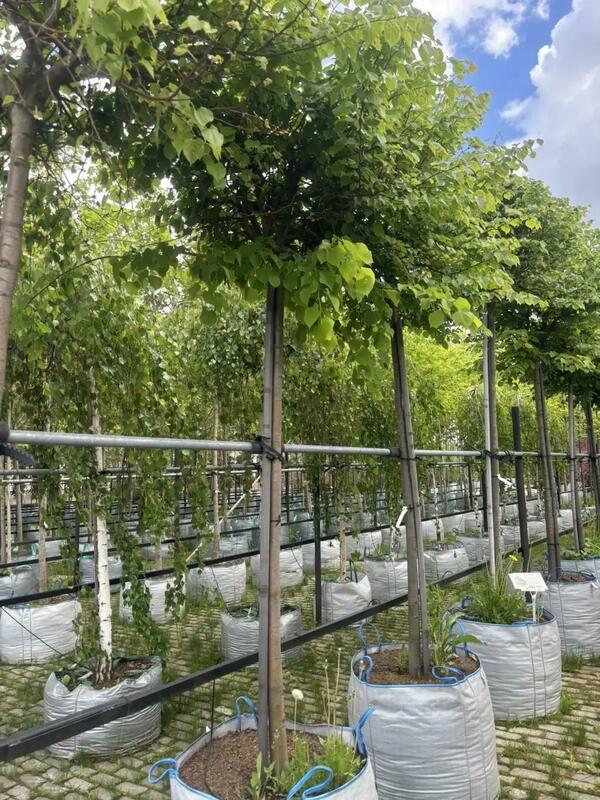 Липа мелколистная Грин Глоб (Tilia cordata 'Green Globe')