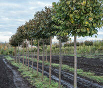 Липа мелколистная Грин Глоб (Tilia cordata 'Green Globe')