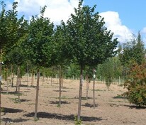 Липа мелколистная Гринспайер (Tilia cordata 'Greenspire')
