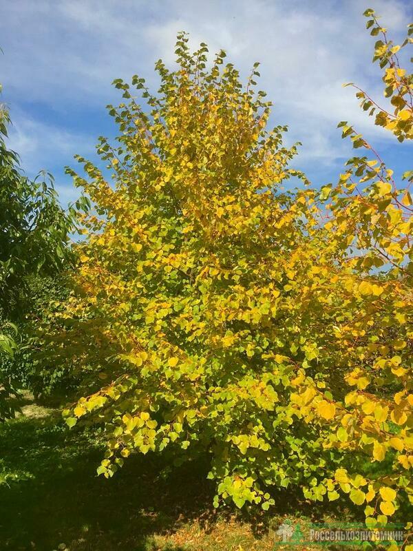 Липа мелколистная Винтер Оранж (Tilia cordata 'Winter Orange')