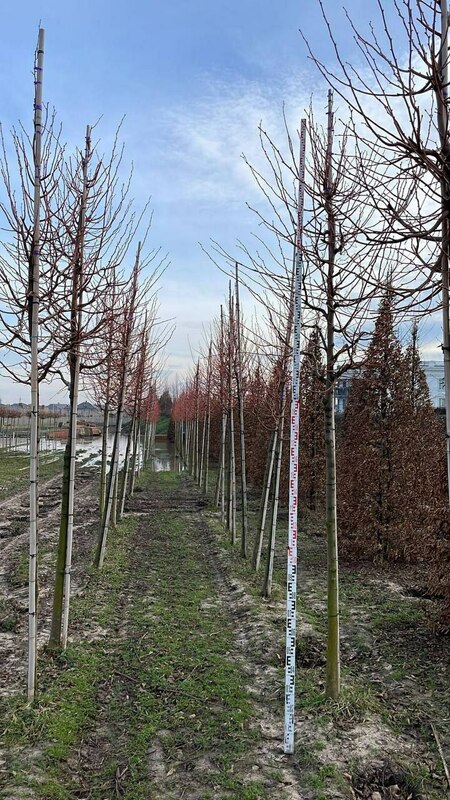 Липа мелколистная Винтер Оранж (Tilia cordata 'Winter Orange')