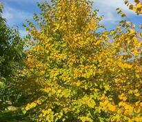 Липа мелколистная Винтер Оранж (Tilia cordata 'Winter Orange')