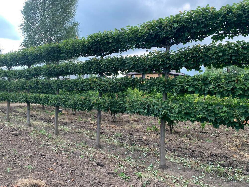 Липа мелколистная Гринспайер (Tilia cordata 'Greenspire') формы