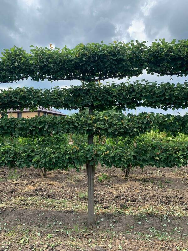 Липа мелколистная Гринспайер (Tilia cordata 'Greenspire') формы