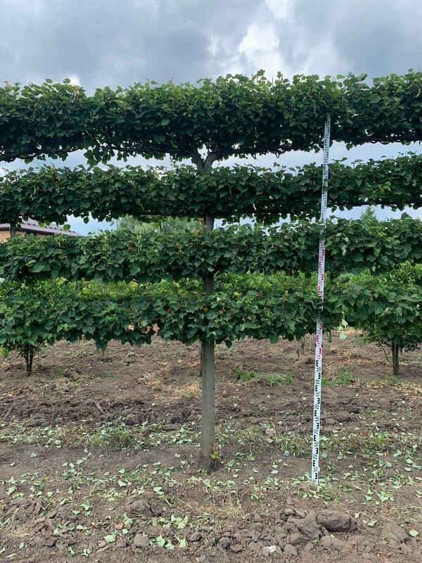 Липа мелколистная Гринспайер (Tilia cordata 'Greenspire') формы