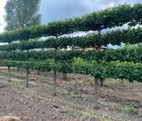 Липа мелколистная Гринспайер (Tilia cordata 'Greenspire') формы