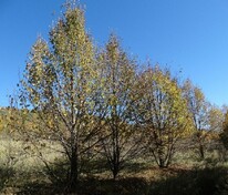 Липа мелколистная (Tilia cordata) ф. куст