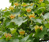 Лириодендрон тюльпановый (Liriodendron tulipifera)