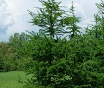 Лиственница американская (Larix laricina)