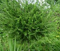 Лиственница европейская Корник (Larix decidua 'Kornik')