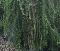 Лиственница европейская Пендула (Larix decidua 'Pendula')