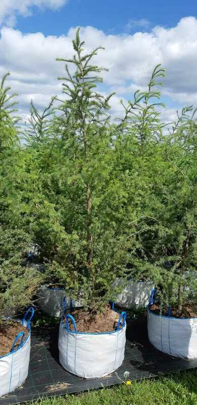 Лиственница европейская (Larix decidua)