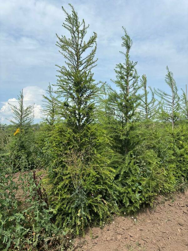 Лиственница европейская (Larix decidua)