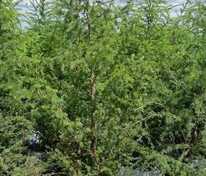 Лиственница европейская (Larix decidua)