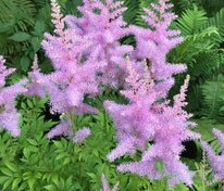 Астильба Арендса Гиацинт (Astilbe x arendsii 'Hyazinth')
