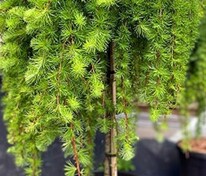 Лиственница европейская Джулианс Випер (Larix decidua 'Julian\'s Weeper')