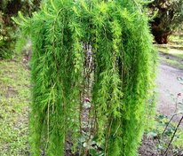Лиственница европейская Пули (Larix decidua 'Puli')