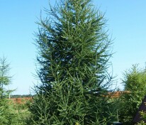 Лиственница сибирская (Larix sibirica)