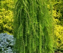 Лиственница японская (Larix kaempferi)