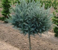 Лиственница японская Блю Болл (Larix kaempferi 'Blue Ball')