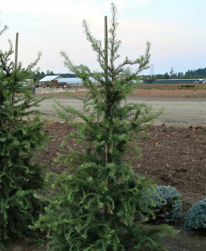 Лиственница японская Диана (Larix kaempferi 'Diana')