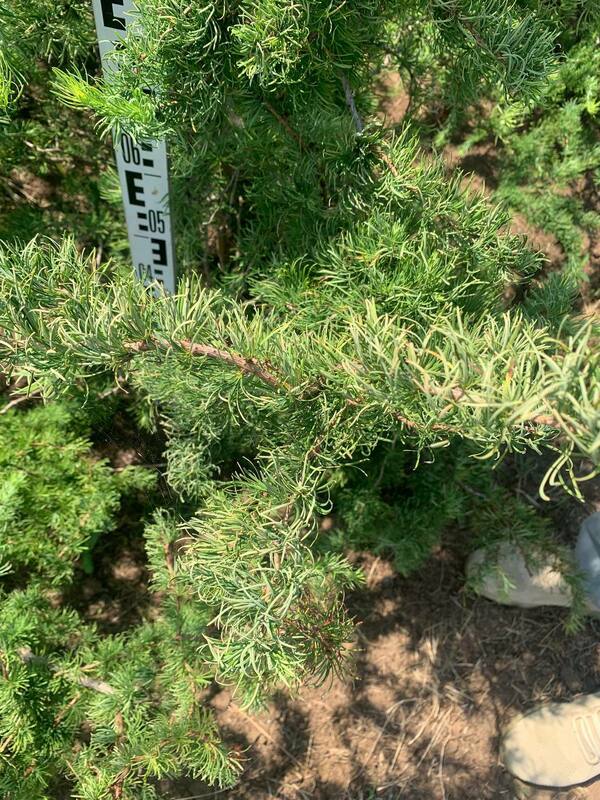 Лиственница японская Диана (Larix kaempferi 'Diana')