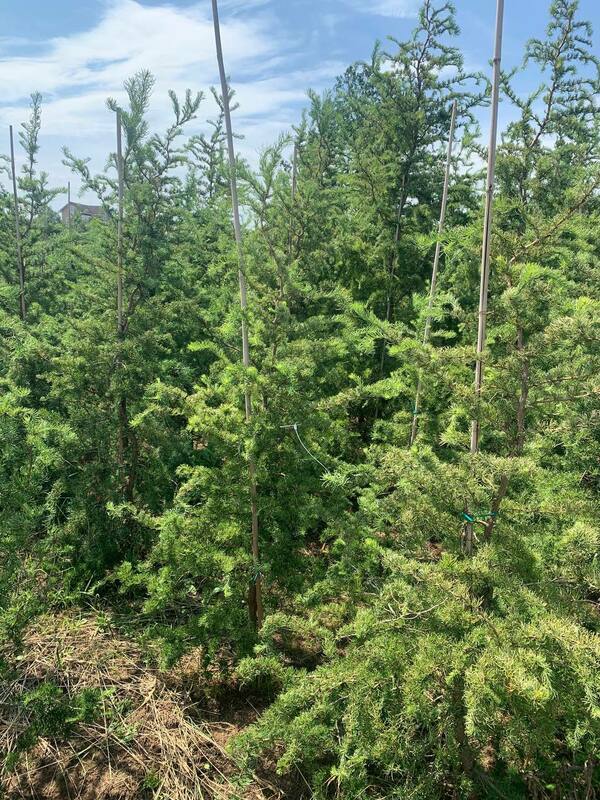 Лиственница японская Диана (Larix kaempferi 'Diana')