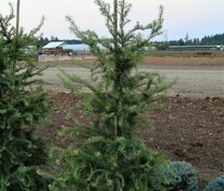 Лиственница японская Диана (Larix kaempferi 'Diana')