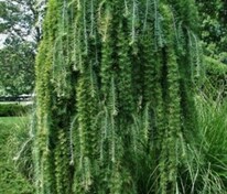 Лиственница японская Пендула (Larix kaempferi 'Pendula')