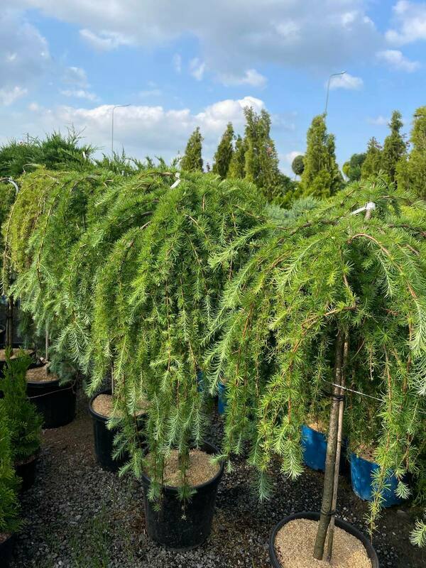 Лиственница японская Стифф Випер (Larix kaempferi 'Stiff Weeper')