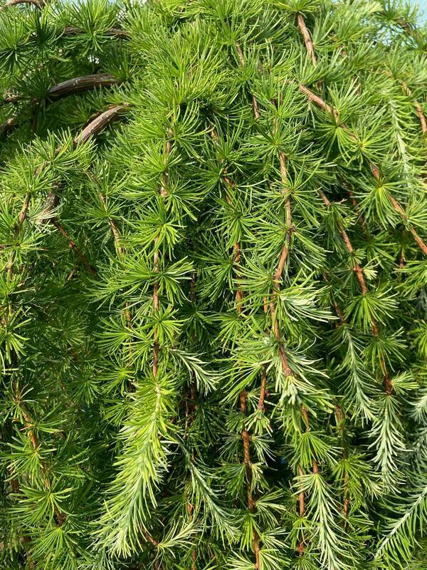 Лиственница японская Стифф Випер (Larix kaempferi 'Stiff Weeper')