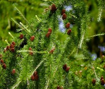 Лиственница японская Маргилинда (Larix kaempferi 'Margilinda')