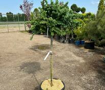 Лиственница японская Грей Перл (Larix kaempferi 'Grey Pearl')