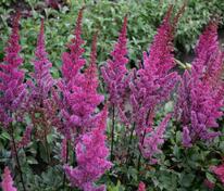 Астильба китайская Мэгги Дейли (Astilbe chinensis 'Maggie Daley')