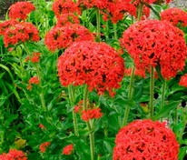 Лихнис халцедонский (Lychnis chalcedonica)