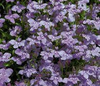 Лобелия ежевидная (Lobelia erinus) в ассортименте