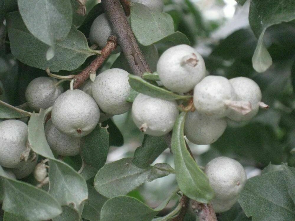 Лох серебристый (Elaeagnus commutata)
