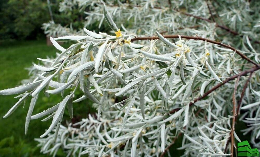 Лох серебристый (Elaeagnus commutata)