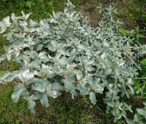 Лох серебристый (Elaeagnus commutata)