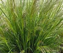 Луговик дернистый (Deschampsia cespitosa)