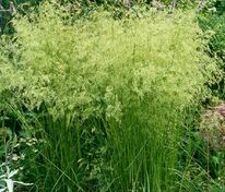 Луговик дернистый Гольдшляйер (Deschampsia cespitosa 'Goldschleier')