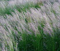 Луговик дернистый Бронзешляйер (Deschampsia cespitosa 'Bronzeschleier')