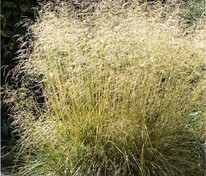 Луговик дернистый Гольдтау (Deschampsia cespitosa 'Goldtau')